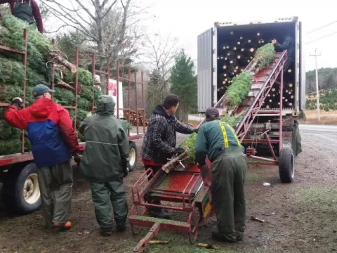 ¡Baja la cifra! Un total de 86 contenedores con arbolitos de Navidad llegarán al país