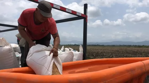 Panamá garantiza zafra de arroz 2021-2022