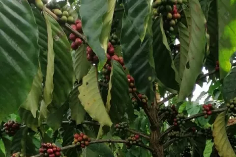 Productores visitan siembra de café 'in vitro'; preparan segunda cosecha