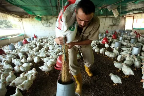 Panamá exportará carne de aves de corral a China
