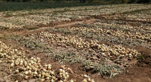 Cadena Agroalimentaria aprueba importación de 10 mil quintales de cebolla para diciembre