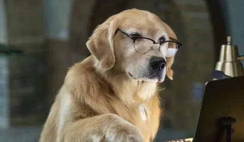 'Como Perros y Gatos 3: ¡Patas Unidas!': Una cinta para unir a familias y mascotas