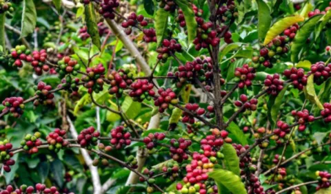 Costa Rica y Nicaragua analizan ingreso temporal de trabajadores agrícolas