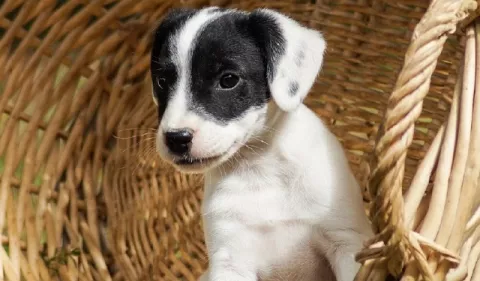 ¡Cuidado con el destete en los cachorros!