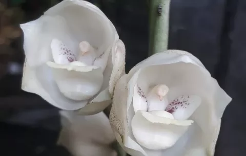 La Flor del Espíritu Santo: secretos y cuidados para cultivarla con éxito en nuestro jardín