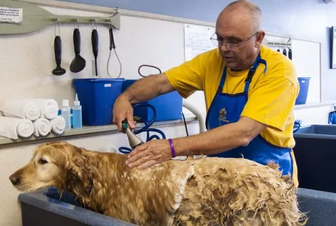 ¿Con qué frecuencia se debe bañar al perro?