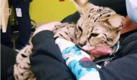 Gato valorado en $20 mil de Justin Bieber y Hailey sufrió un accidente