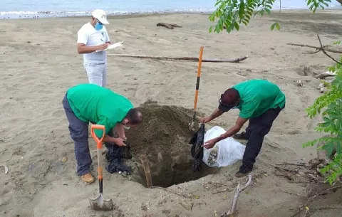 Playa Las Comadres en Los Santos se convierte en refugio para las  tortugas loras 