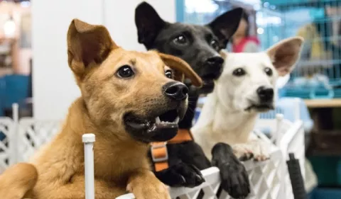 ¿Qué deben tomar en cuenta a la hora de adoptar un animal de compañía?