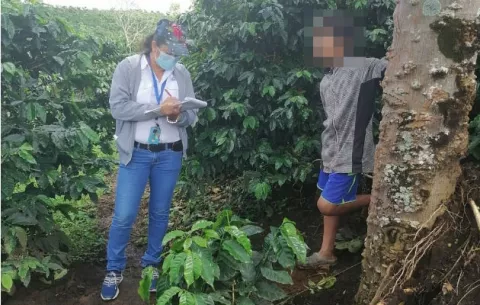 Inspectores del Mitradel detectan menores de edad  laborando en fincas de café en Chiriquí