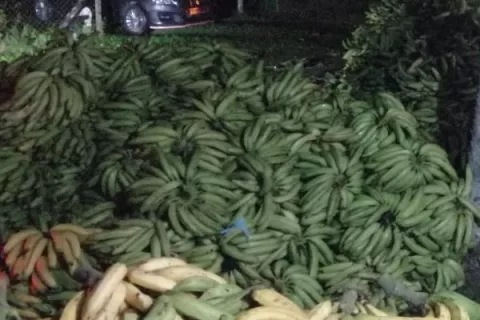 Productores bocatoreños reciben apoyo para poder comercializar productos