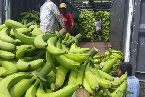 Reportan más de 800 hectáreas de cultivo de plátano afectadas en Barú por los efectos indirectos del huracán Eta