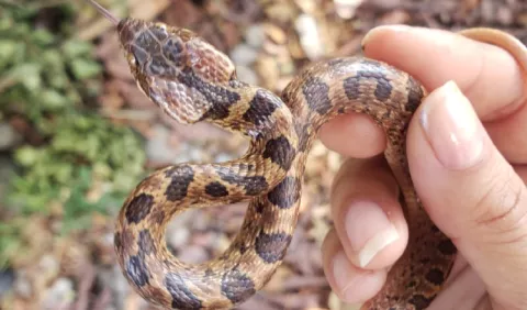 Campaña '#NoAlMachete': Trabaja en la conservación y protección de las distintas especies de serpientes