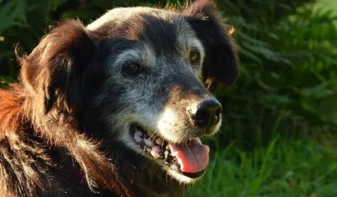 'Tips' para alimentar a los perros adultos mayores