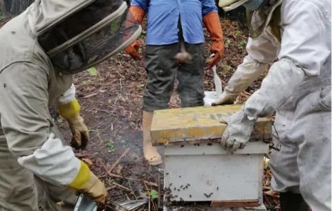 Mida y el Idiap instalan proyecto de apicultura en la Costa Abajo de Colón  