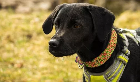Beneficios de los alimentos húmedos para las mascotas