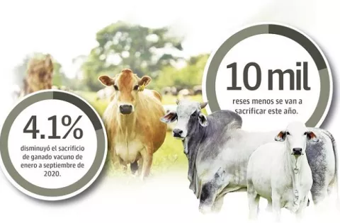 Consumo de carne disminuye y ganaderos pierden $9 millones