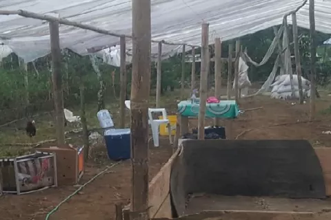 Autoridades policiales y jueces de paz desmantelan gallera clandestina en el distrito de Bugaba