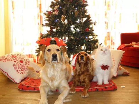 Consejos para garantizar el bienestar de nuestra mascota en Navidad
