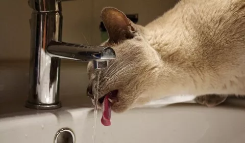 ¿Cómo incentivar el consumo de agua en los gatos?