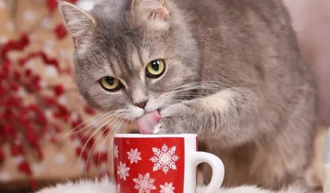 ¡Ojo con la dieta de su mascota en las fiestas de fin de año!