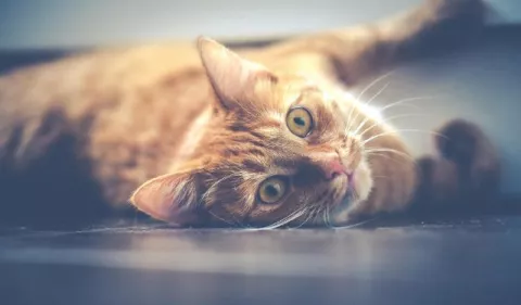 ¿Cómo identificar el estrés en los gatos?