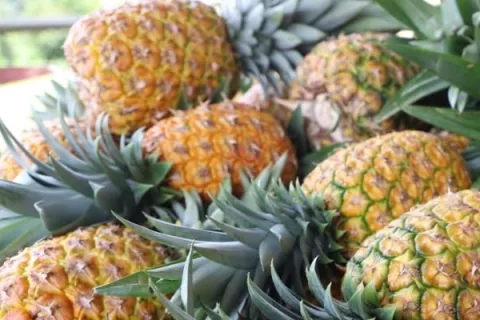 Panamá envía los primeros paquetes de piña vía aérea hacia China