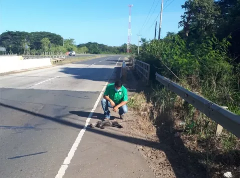 Puma yaguarundí muere atropellado en un área protegida de Los Santos 