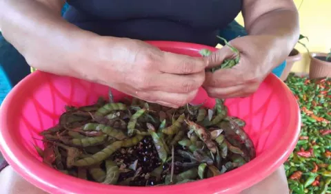 Plaga en área de Capira provoca escasez del popular guandú, usado para la cena navideña