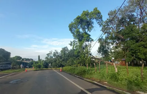 Árboles caen sobre la vía y derriban tendido eléctrico en Monagrillo