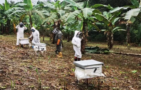 Incentivan la producción de miel de abeja