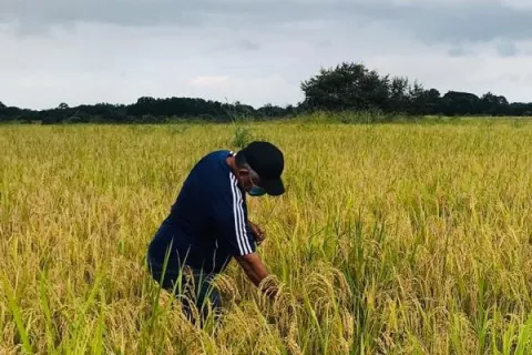 Mida asegura que los molinos han comprado el 50% de la producción de arroz, por lo cual no hay motivo para amenazas de cierres