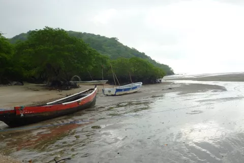 Áreas de manglares en Panamá Oeste deben ser reforestadas para la subsistencia de unas 100 familias