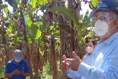 Productores de plátano califican reunión con ministro  del Mida como satisfactoria luego de obtener algunas soluciones