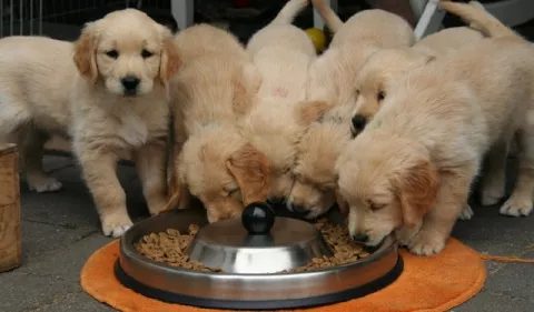 ¿Cómo conservar el alimento de los perros?