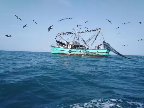 ARAP avanza en mecanismos para la protección de mamíferos marinos