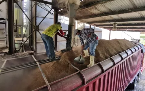 Productores ofertan 654 mil quintales de arroz, tras convocatoria del Gobierno