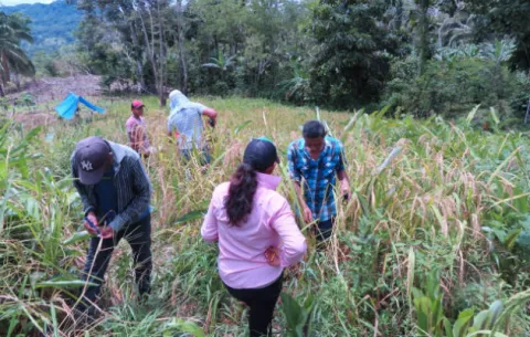 Investigan variabilidad genética de las semillas de arroz criollo mejorado en la provincia de Coclé
