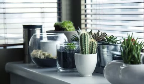 Los beneficios de tener plantas en casa
