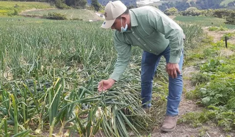 Cebolleros fijan meta en sembrar 1,200 hectáreas