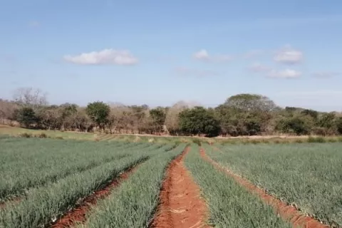 Cadena agroalimentaria de cebolla y papa aprueba nueve mil quintales de cebolla para febrero
