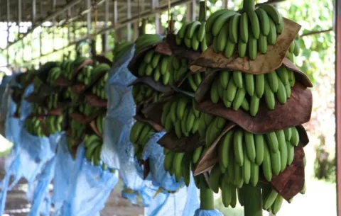 Exportaciones de banano tuvieron un crecimiento a pesar de la pandemia