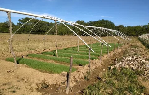 Aumentan el cultivo de cebolla en la provincia de Coclé
