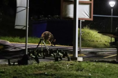 Coyotes salen de su hábitat hacia zonas urbanas en Costa Rica