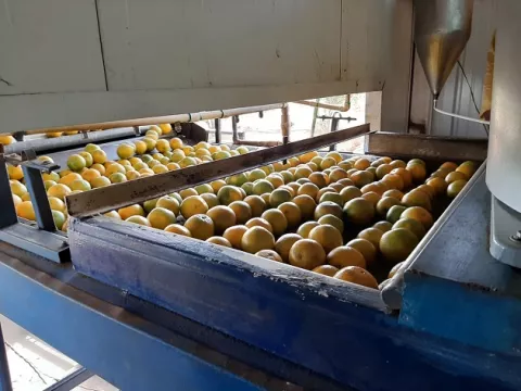 Exportarán  21 mil cajas de naranjas valencia hacia Isla Guadalupe
