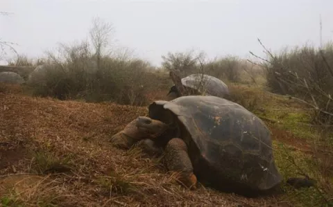 Ecuador censará la población de tortugas gigantes en el volcán Alcedo 