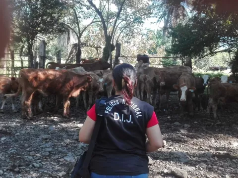 Casos de hurto pecuario aumentan en la provincia de Chiriquí 