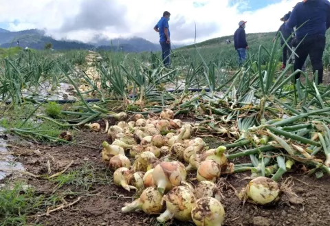 Se inicia la zafra de la cebolla en Chiriquí con un aumento en la producción 