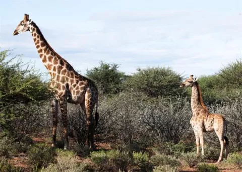 Documentan las primeras 'jirafas enanas' en Uganda y Namibia