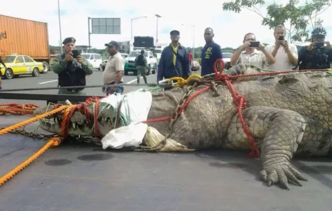 Enormes lagartos causan temor en áreas de la Transístmica y del Lago Gatún